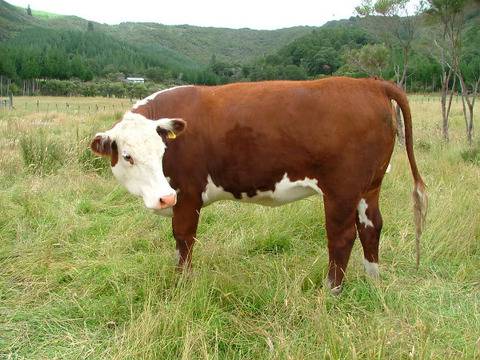 Растения и животни изчезват с все по-голяма скорост