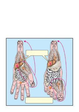 Су джок терапия със семена