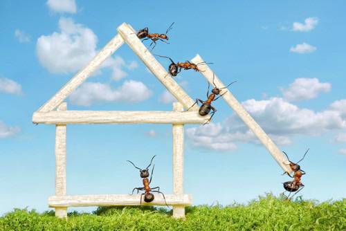 Как да се отървете от мравките?