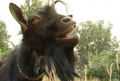 Козел устрои истински терор по улиците и се превърна в звезда на Youtube (видео)