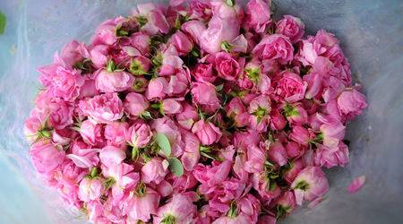 Казанлък става столица на розите и розето този уикенд