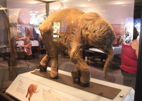 Откриха кръв в добре запазен труп на гривест мамут на 10-15 000 години