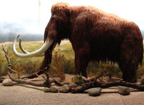 Руски учени откриха мамут с течна кръв