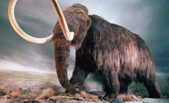 Учени извлякоха кръв от труп на мамут