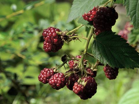 Страхотни градински трикове