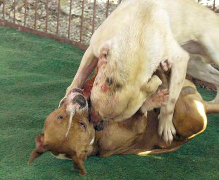 УЖАС! Нахъсват кучета на метри от децата ни