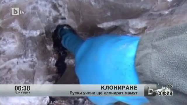 Учени извлякоха напълно запазени кръв и тъкан от мамут