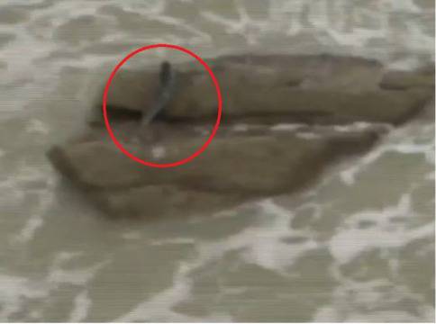 Има истински русалки! (ВИДЕО)