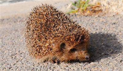 Къци Вапцаров намери таралеж в двора си