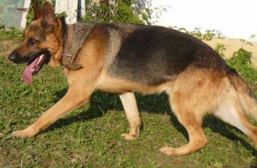 Немска овчарка намери кутийка с бижута