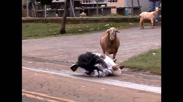 ВИДЕО: Бясна овца тероризира бразилци