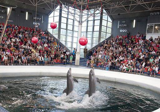 Ела във VIVACLUB и спечели семейно развлечение с делфини във Феста Делфинариум Варна!