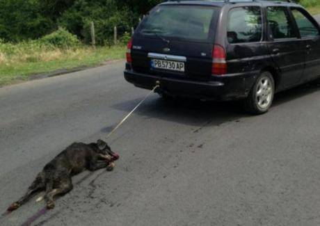 Изверг влачи куче