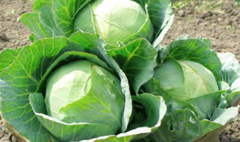 Седем храни, които помагат за отслабване