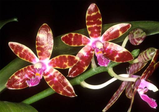 Фаленопсис или малайско цвете