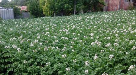 Как се садят картофи?:)