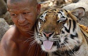 Лекуват тигър с акупунктура