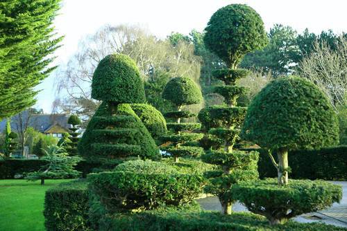 Топиар – изкуство в градината