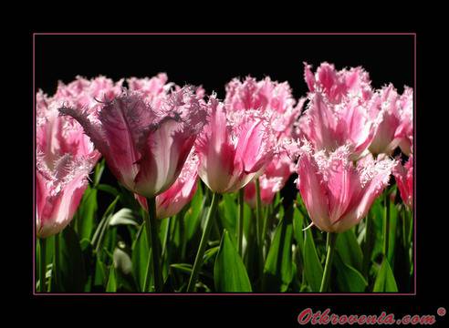 ico10 – Танцът на цветята – фото: Природа, Макро