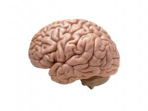 Откритие: Човешкият мозък се обновява непрекъснато