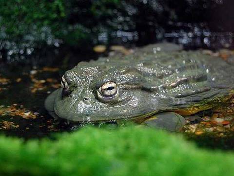 Девет от най-опасните храни в света