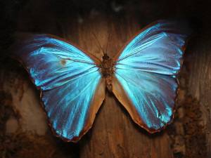 Красиви пеперуди вдъхновиха нова технология срещу фалшификации