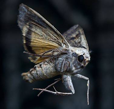 Милиони нощни пеперуди завладяха Мадрид