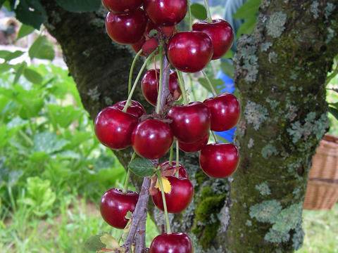 Как да избираме череши за ядене?