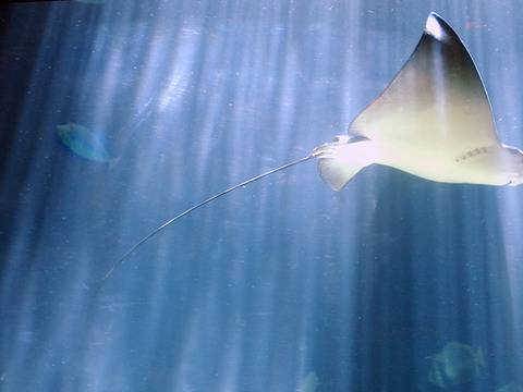 Едни от най-отровните животни и насекоми на планетата