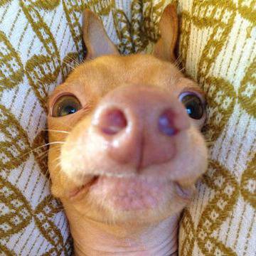 Най-очарователното или най-грозното куче