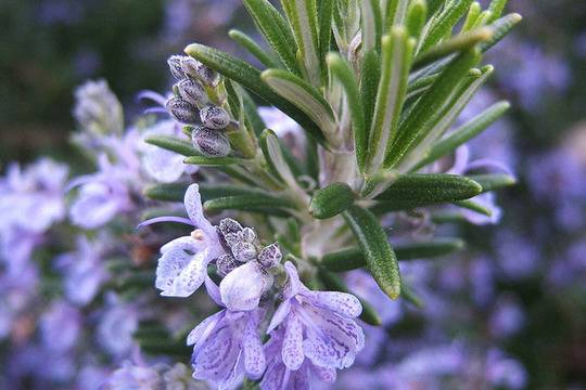 Розмарин, билка за масаж
