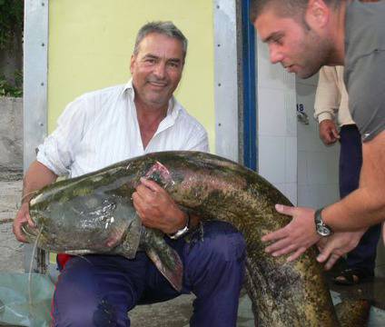 40-кг мустакат сом уловен от строителен предприемач (СНИМКИ)