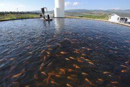 Глобалните цени на рибата са на рекордни стойности