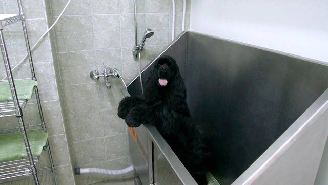 Грууминг студио Еврозоовет в Пловдив – подстригване, разресване, къпане и подсушаване на домашни любимци