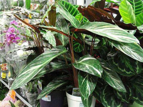 Журнал за жени