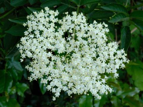 Сироп от бъз