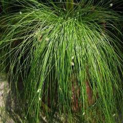 14 популярни стайни растения. Как да се грижим за тях