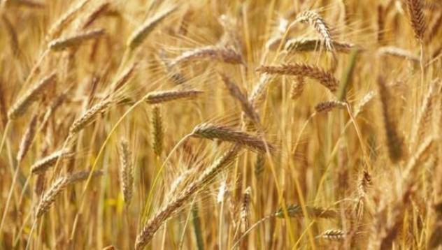 Над 130 млн. тона реколта от пшеница в Европа