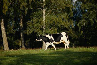 Ползи от Коластра