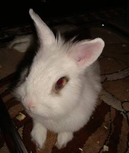 Маникюрът на декоративния заек