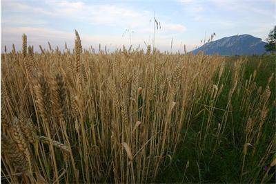 Агрометеорологична прогноза за юли