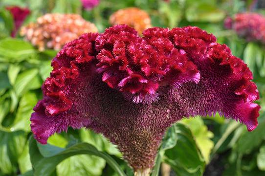 Петльов гребен