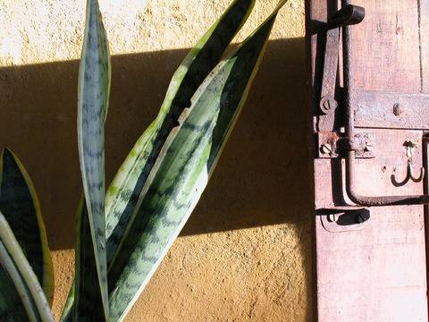 Как да отглеждаме растението свекървин език?