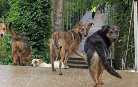 Глутница кучета спасиха ученичка от изнасилване