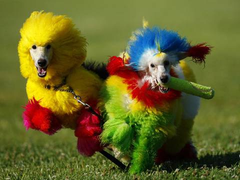 Цветни прически за кучета