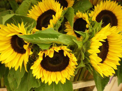 Слънчоглед