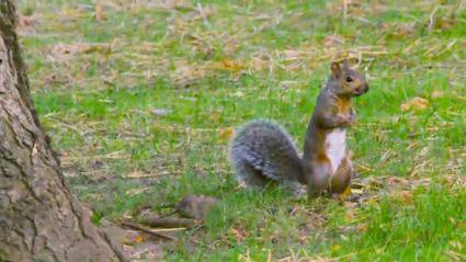 Катеричка се появи на терена в мач от турнира „Голд Къп“ (видео)