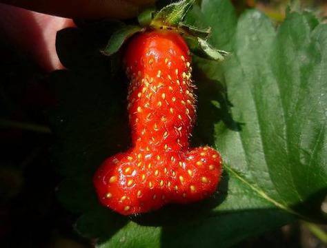 Жена намери ягода с формата на пенис