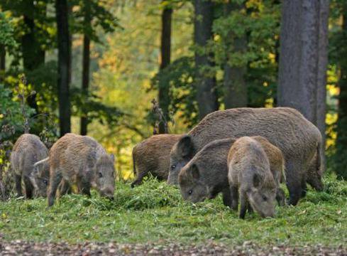 Диви прасета изровиха картофите на селяни в Смолянско