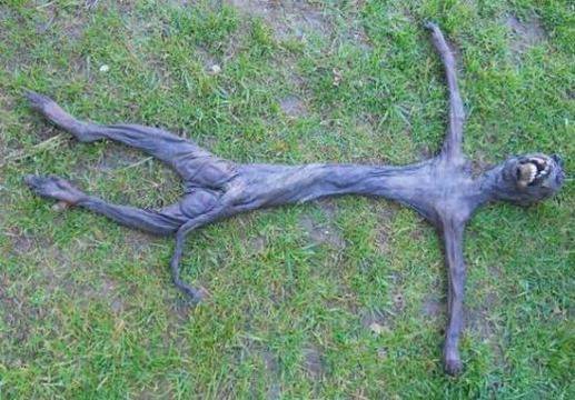 Шок и ужас: Странно същество изплаши африканци до смърт